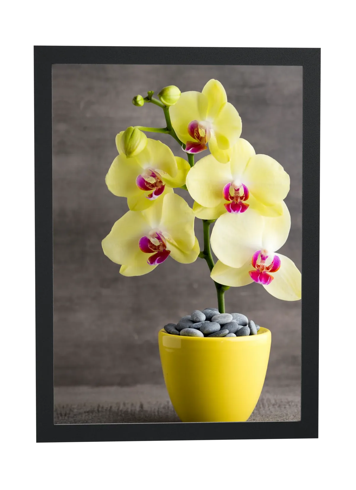 Pôster Orquídea amarela em vaso amarelo emoldurado