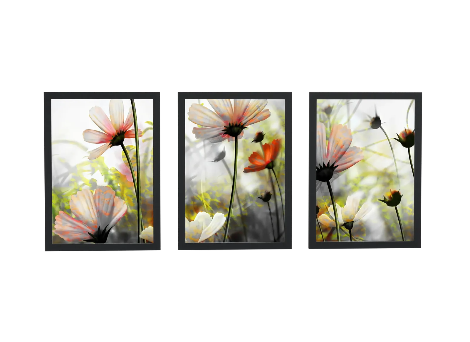 Pôster Trio de flores cosmos em fotografia emoldurado