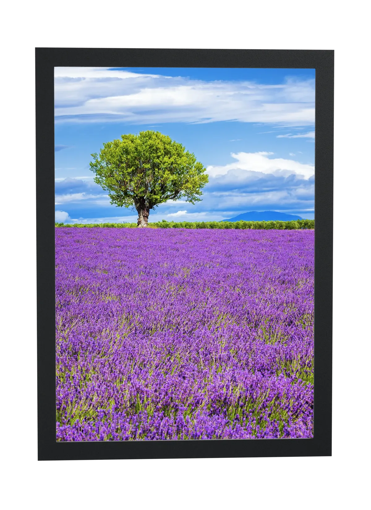 Pôster Árvore em campo de lavanda emoldurado