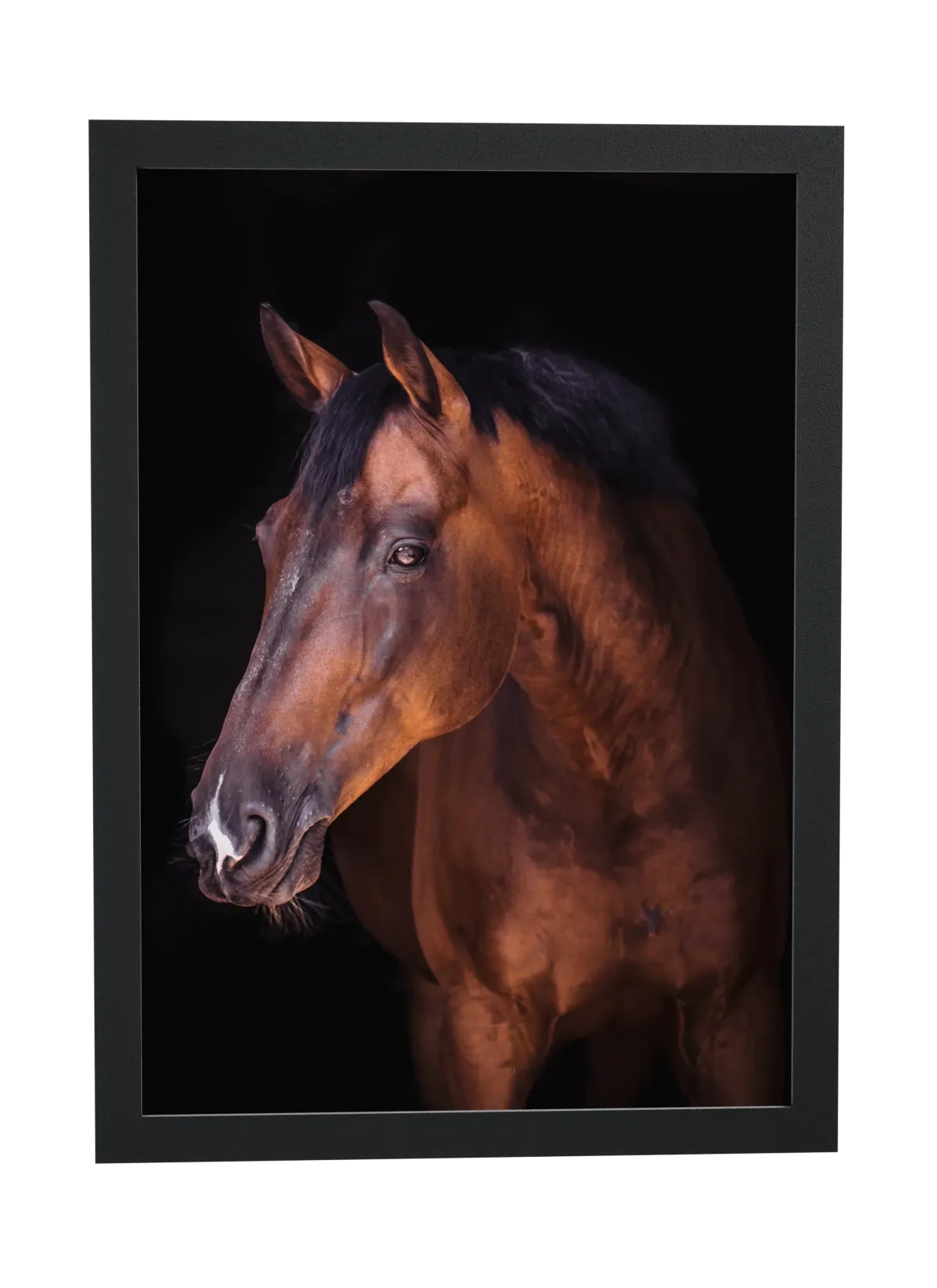 Pôster Cavalo castanho em fundo preto emoldurado