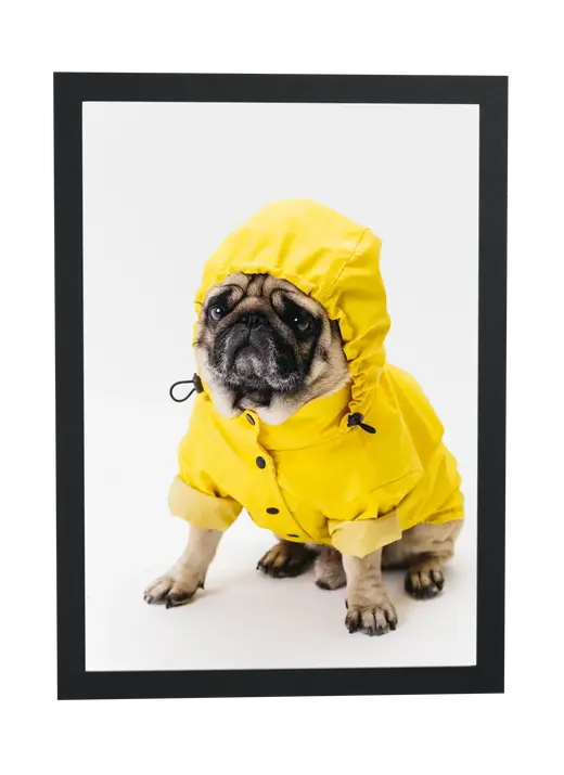 Pôster Pug de capa de chuva amarela emoldurado