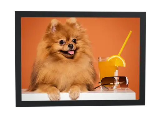 Pôster Lulu-da-pomerânia com suco de laranja emoldurado