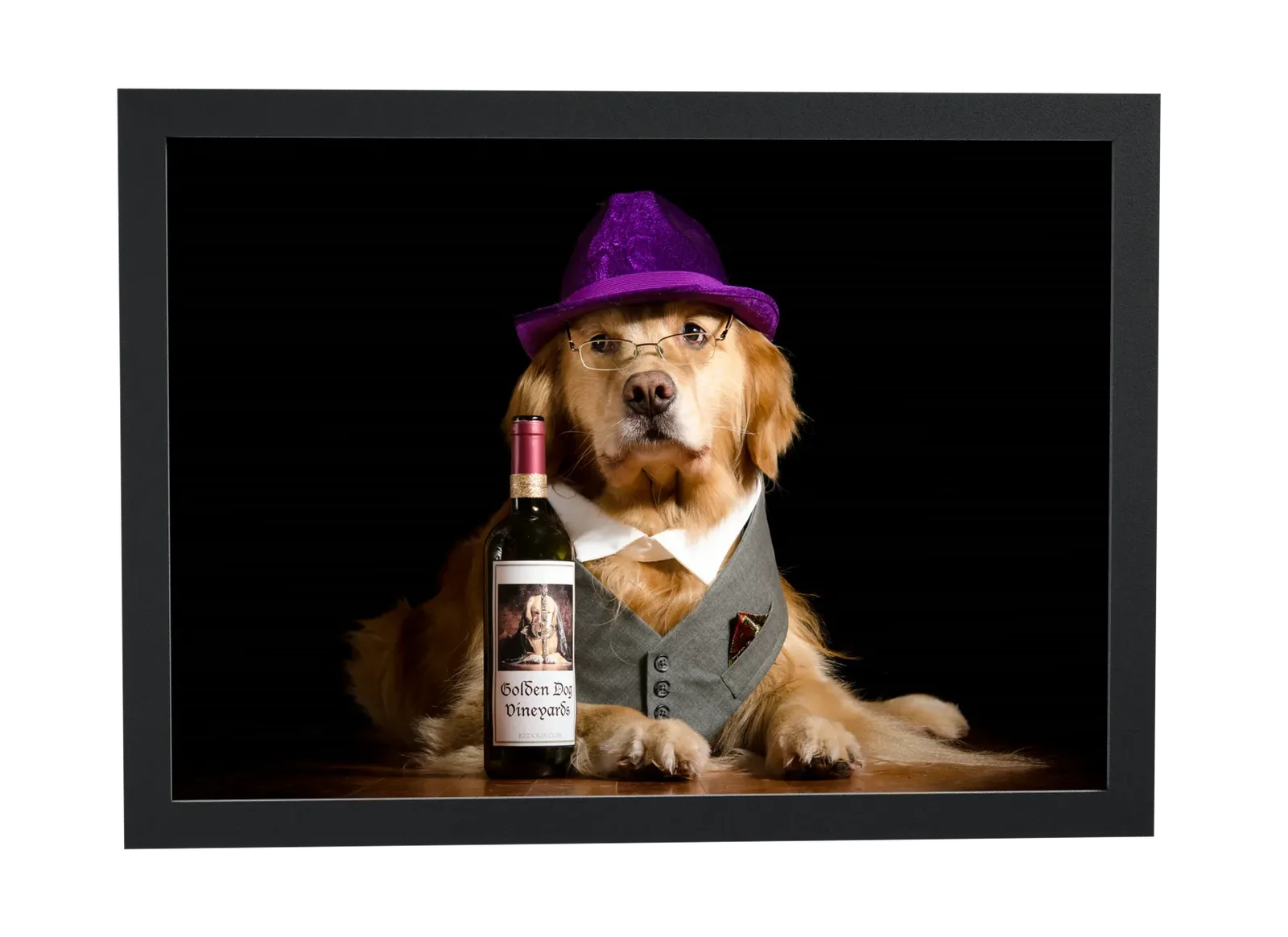 Pôster Golden retriever de chapéu roxo emoldurado