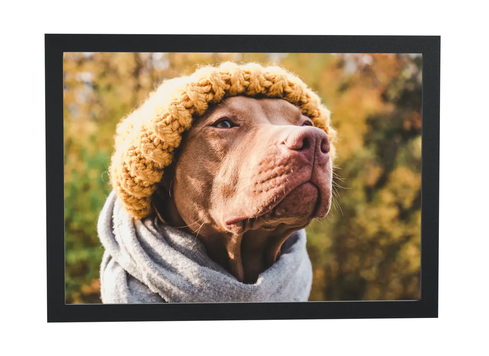 Pôster Cachorro de gorro mostarda e cachecol emoldurado