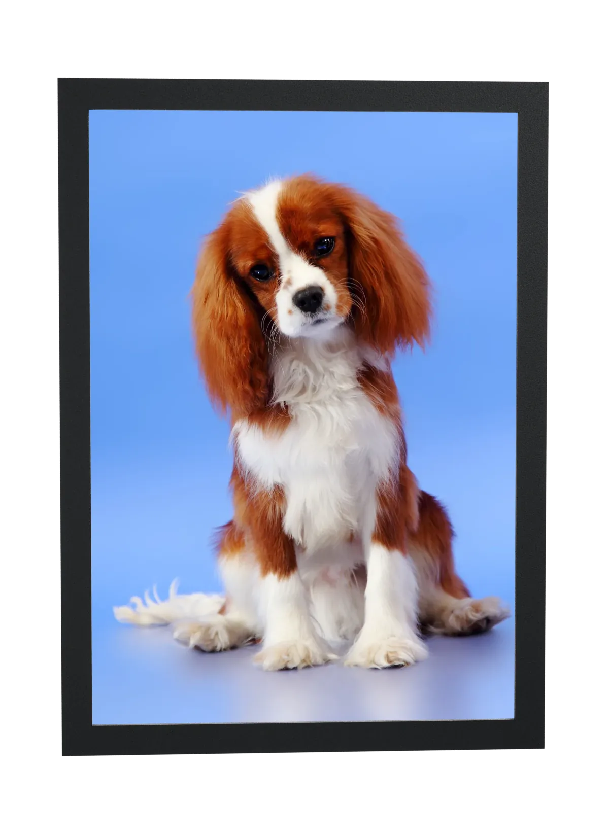 Pôster Cavalier sentado em fundo azul emoldurado