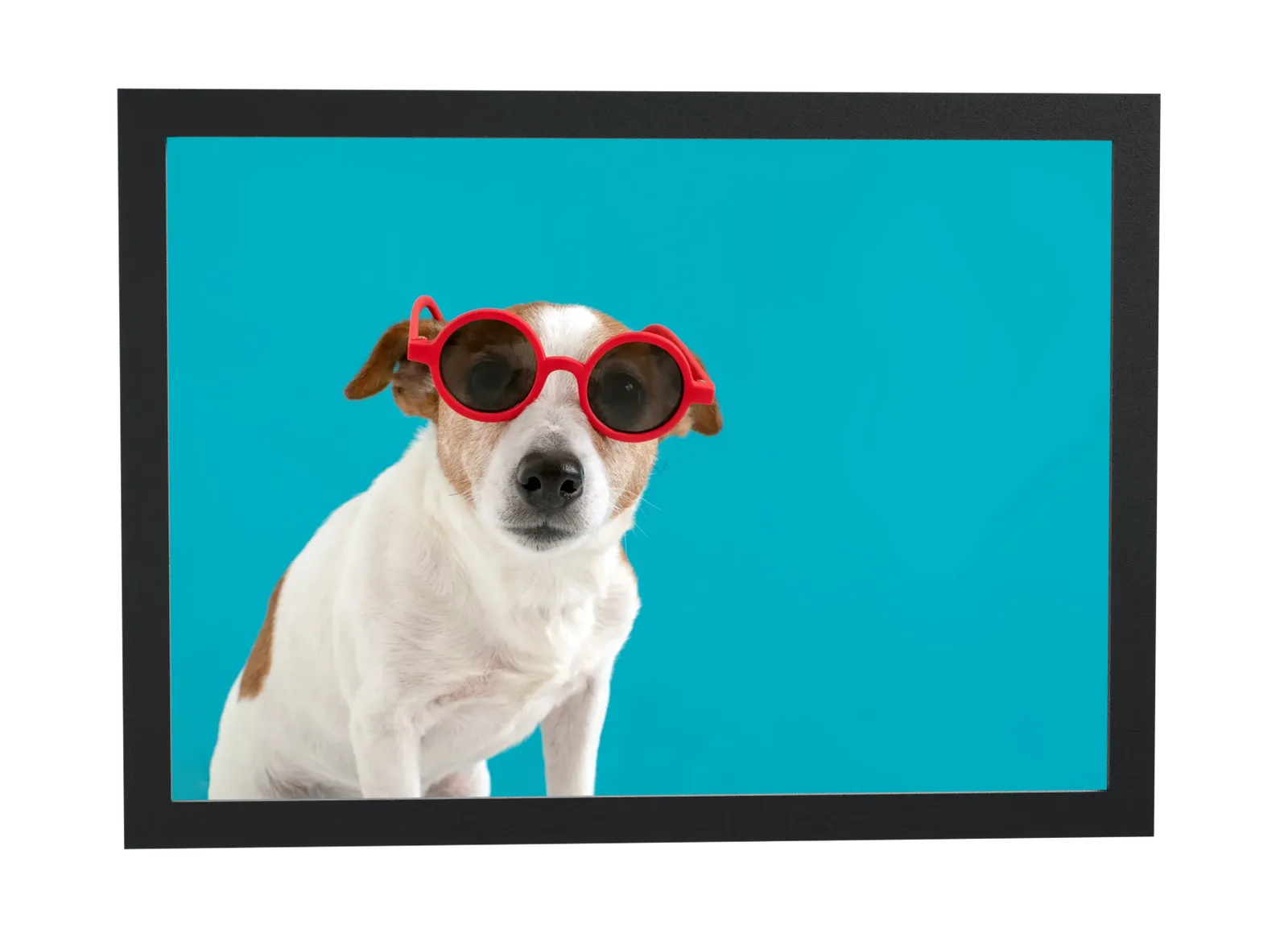 Pôster Cachorro branco de óculos vermelhos emoldurado