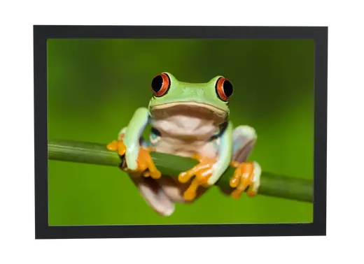 Pôster Perereca de olhos vermelhos emoldurado