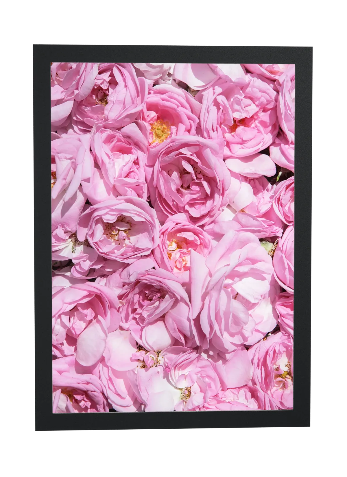 Pôster Painel de rosas cor-de-rosa emoldurado