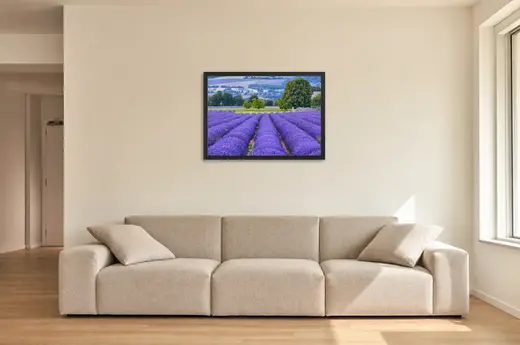 Pôster Campo de lavanda em fileiras emoldurado na parede: sala de estar ampla