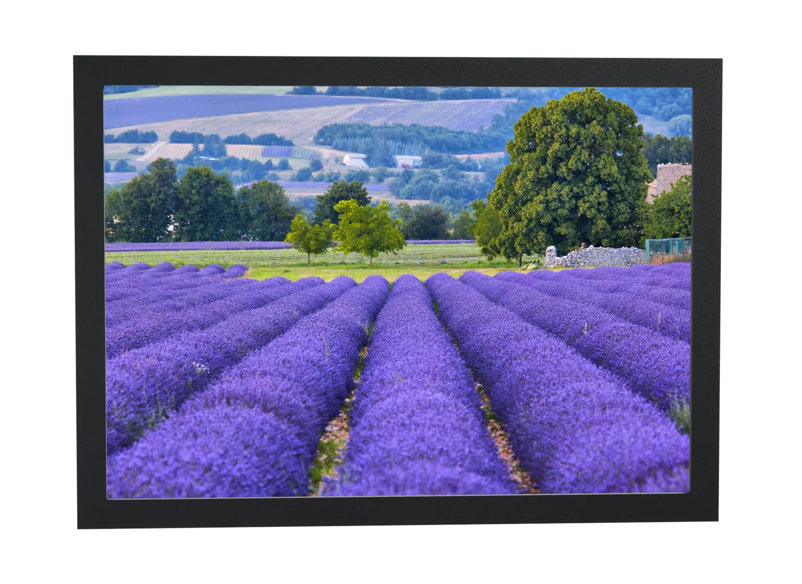 Pôster Campo de lavanda em fileiras emoldurado