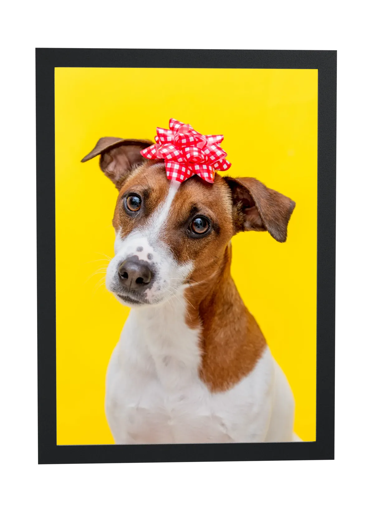 Pôster Cachorro com laço vermelho emoldurado