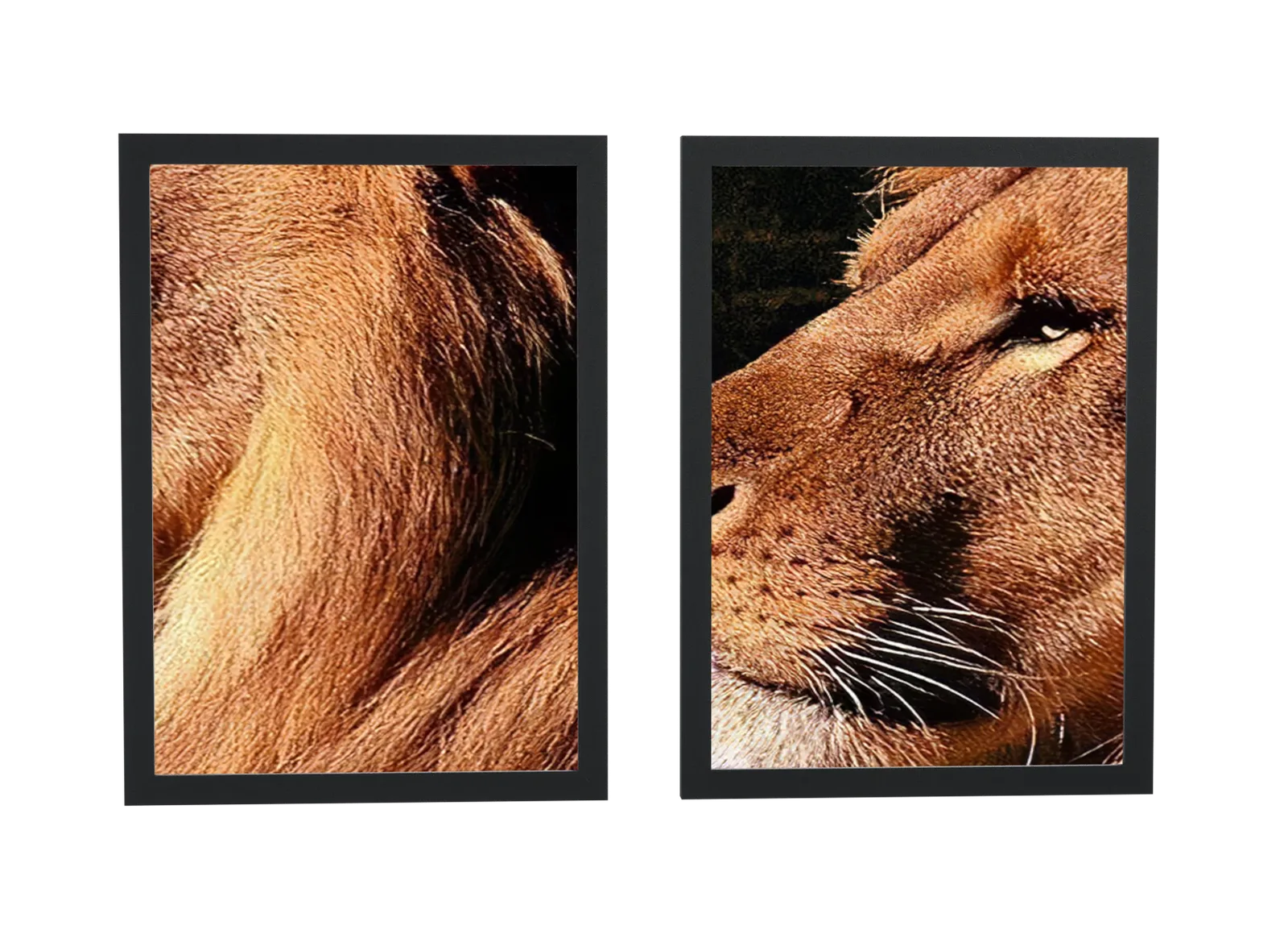Pôster Dupla de leão em fotografia dourada emoldurado