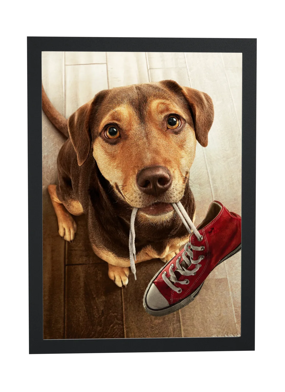Pôster Cachorro com tênis vermelho na boca emoldurado