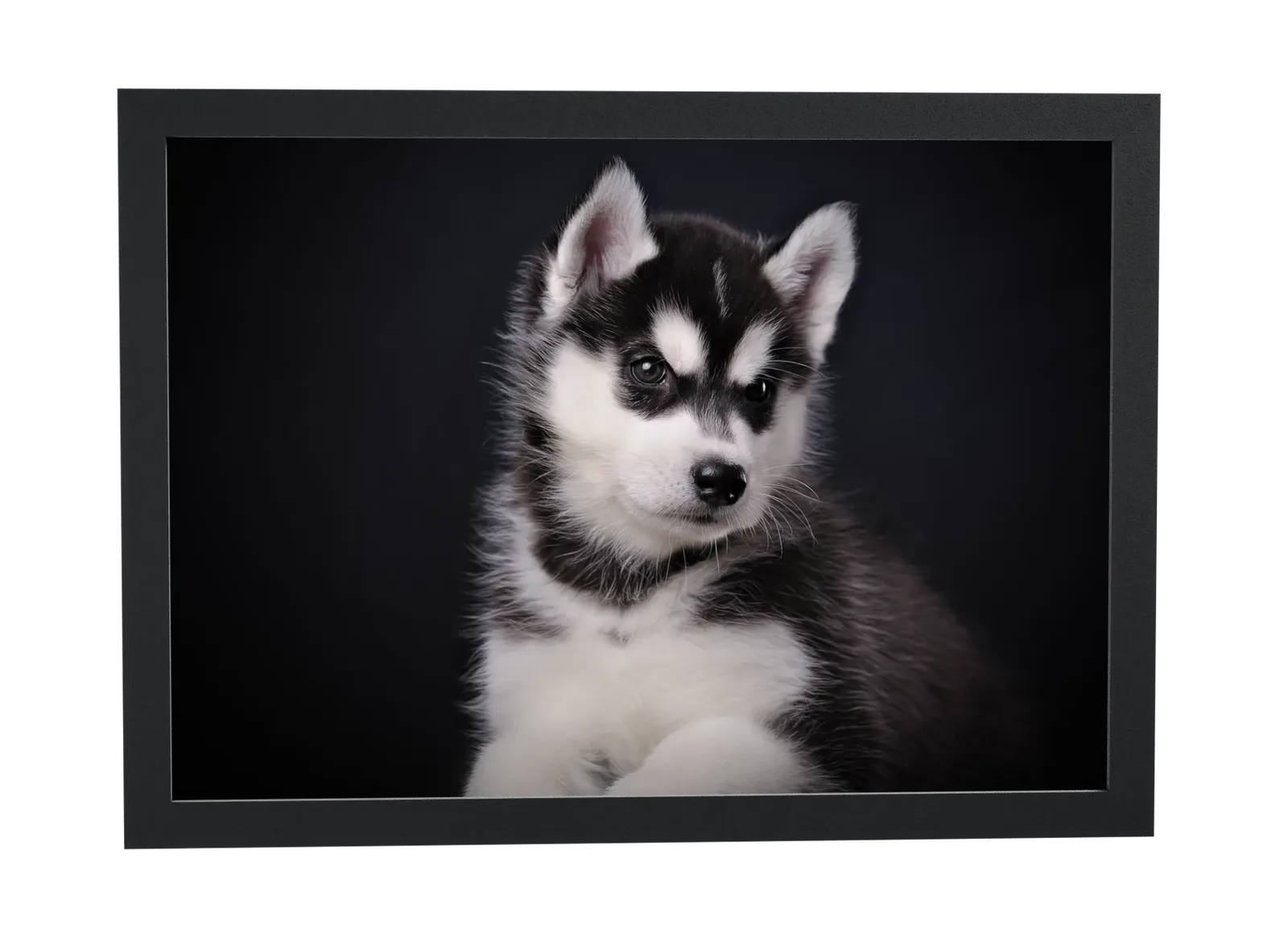 Pôster Filhote de husky de olhos azuis emoldurado