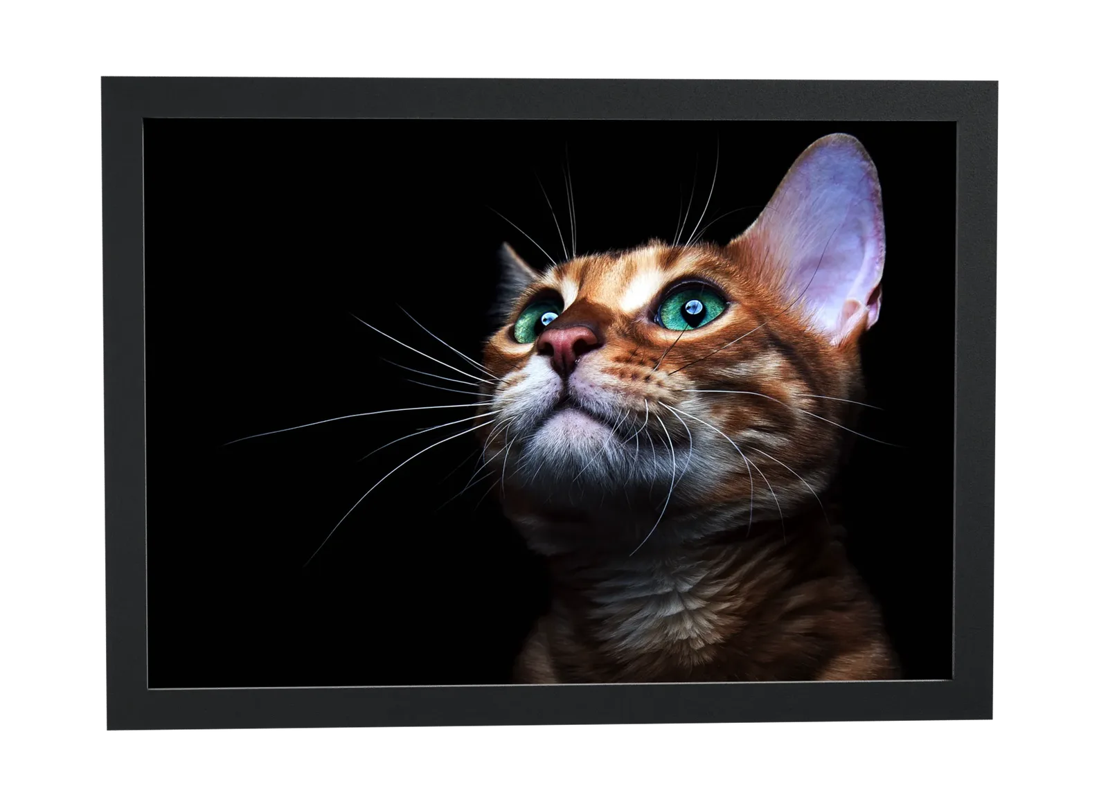 Pôster Gato ruivo de olhos verdes emoldurado