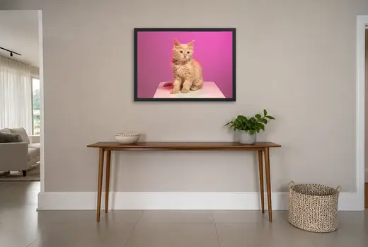 Pôster Filhote ruivo em fundo magenta emoldurado na parede: hall de entrada