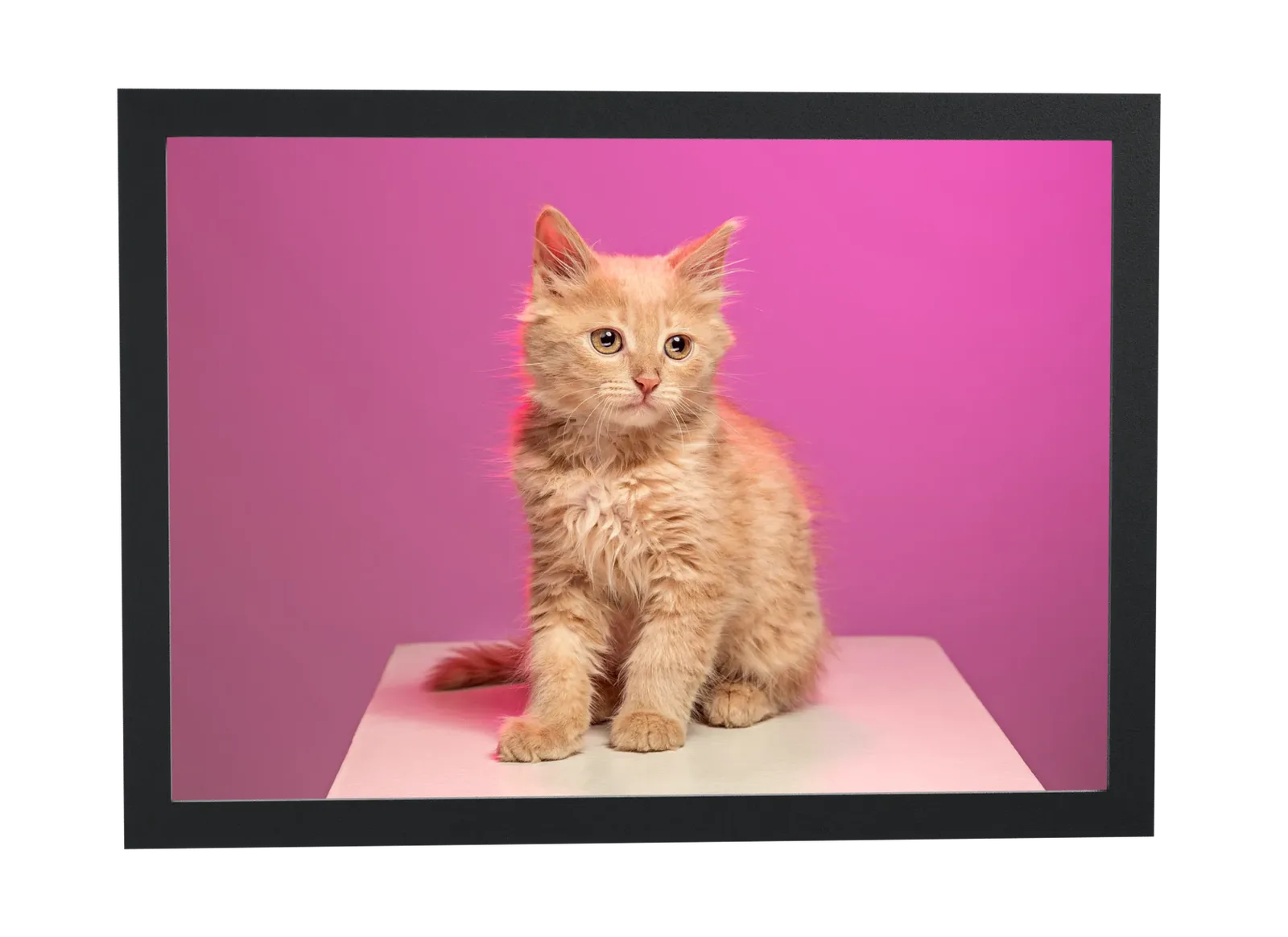 Pôster Filhote ruivo em fundo magenta emoldurado